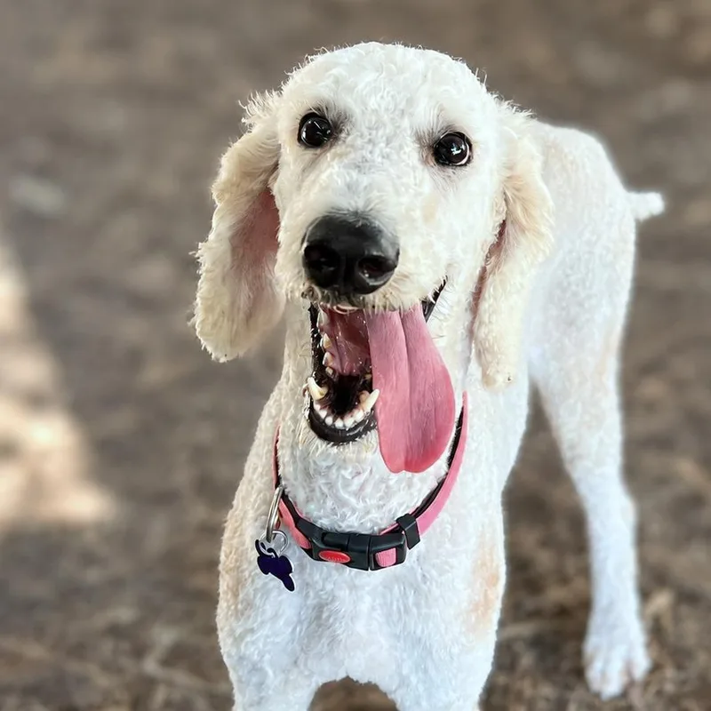 An adult medium-sized female White / Cream Standard Poodle dog named Trixie for adoption in Boerne, TX
