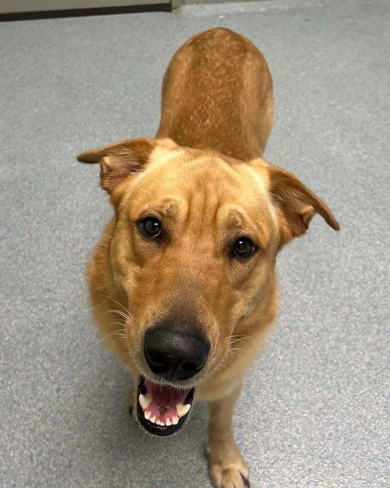 An adult large-sized male Golden Retriever dog named Winston for adoption in St. Joseph, MI