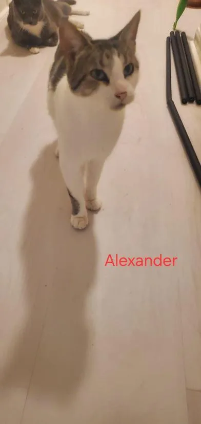 An adult medium-sized male Tabby (Gray / Blue / Silver) Domestic Short Hair cat named Alexander for adoption in Liverpool, TX