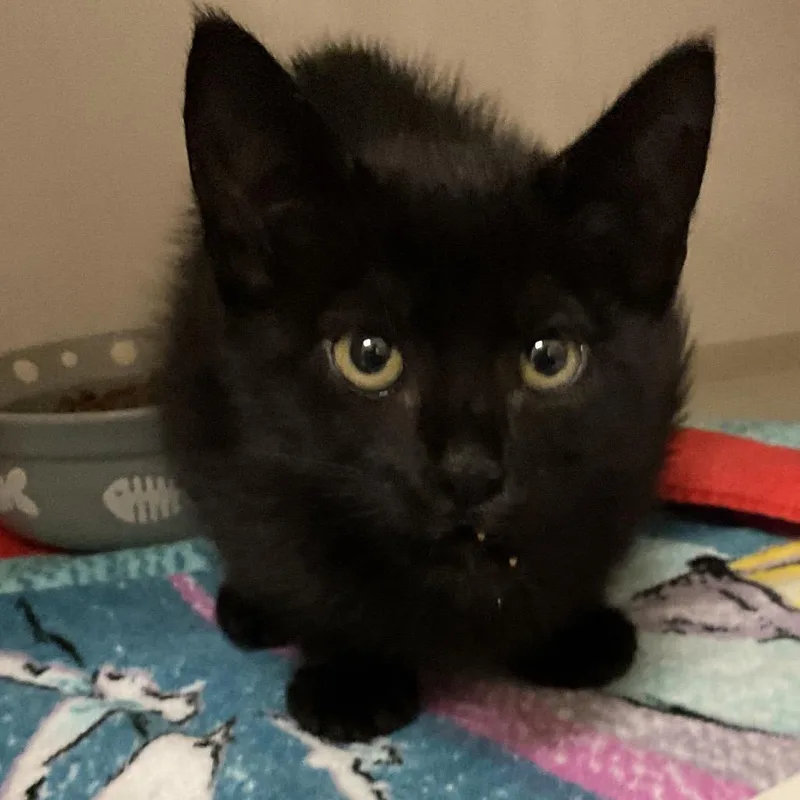A baby small-sized male Black Domestic Short Hair cat named Sidney for adoption in Redwood City, CA