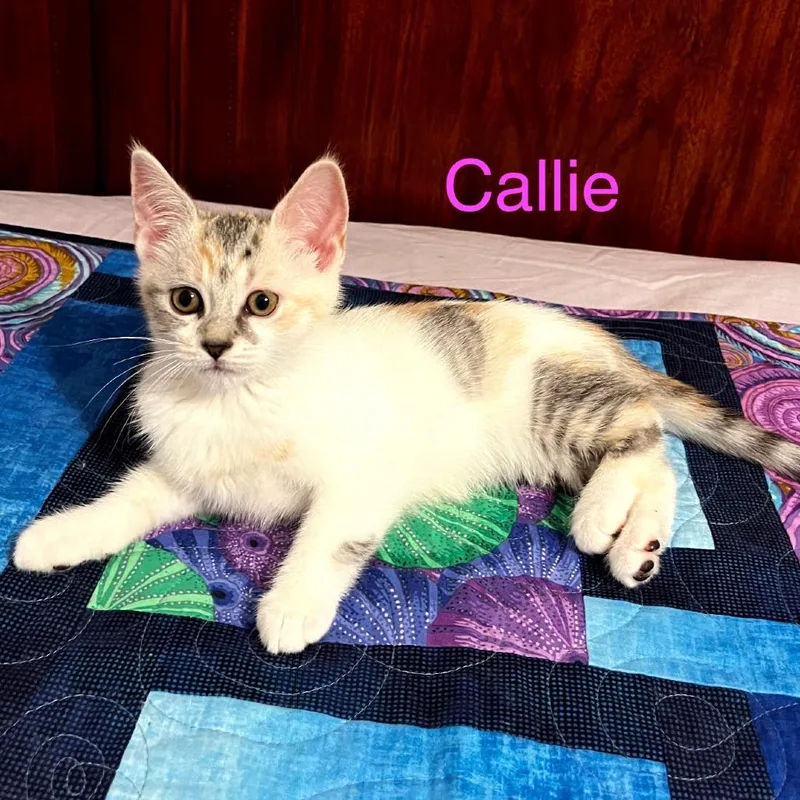 A baby small-sized female White Domestic Short Hair cat named Callie for adoption in Carmel, IN