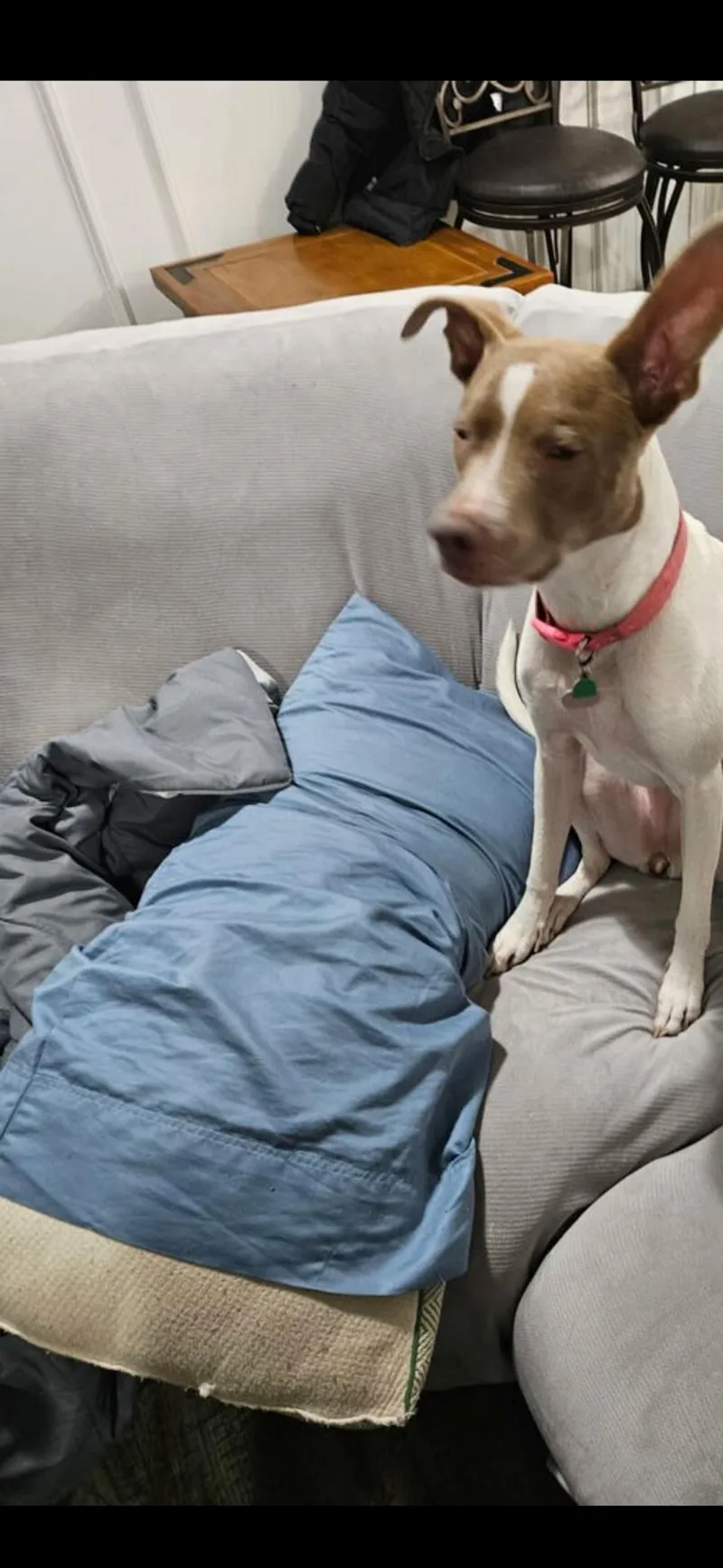 Oakleigh  Delilah thumbnail 2