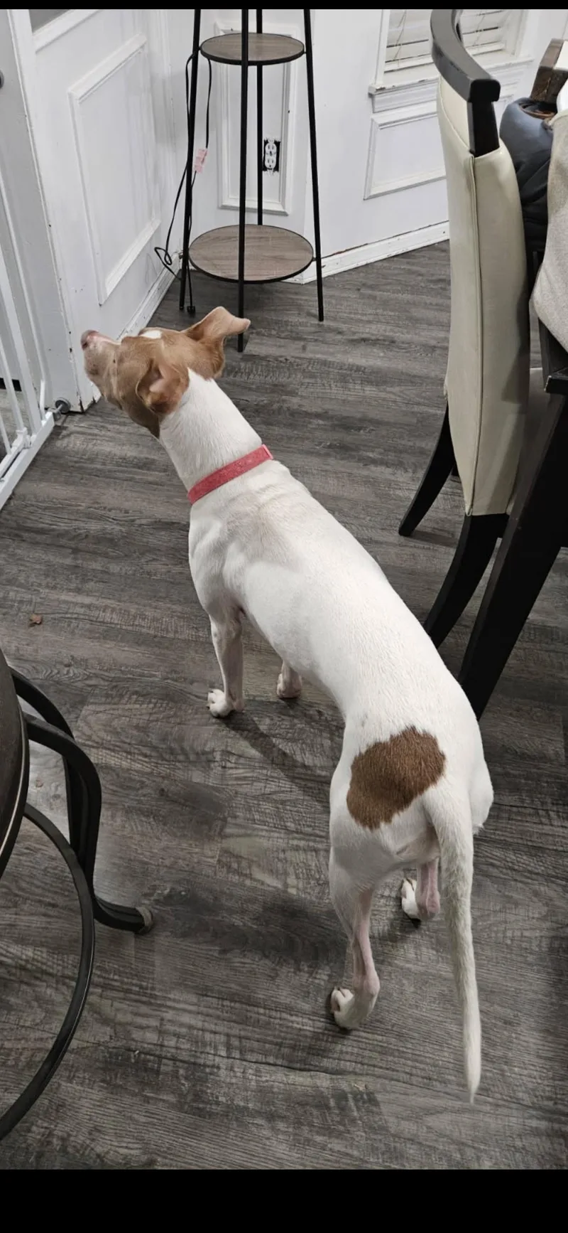 Oakleigh  Delilah thumbnail 3