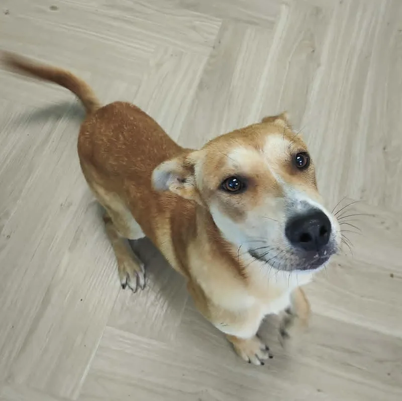 Spud thumbnail 2
