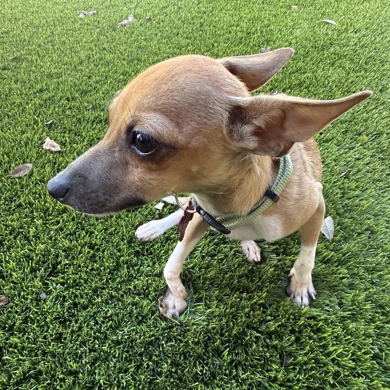 A baby small-sized male Tricolor (Brown, Black, & White) Rat Terrier dog named Viserion for adoption in Orlando, FL