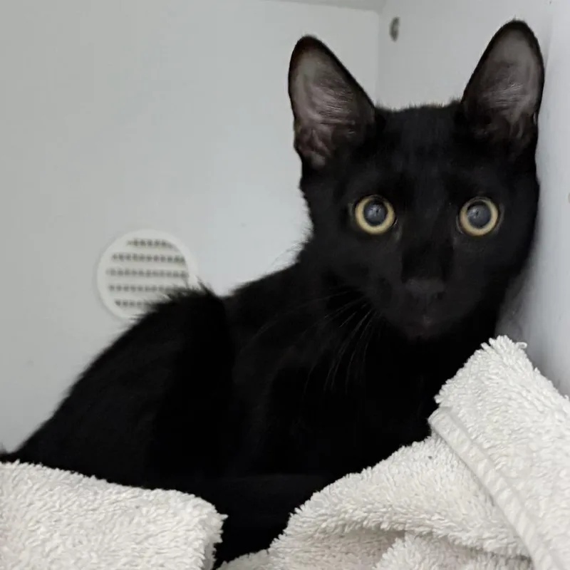 A baby small-sized female Black Domestic Short Hair cat named Dolly for adoption in Tyler, TX