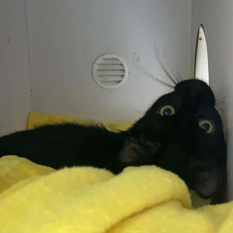 Dolly thumbnail 2