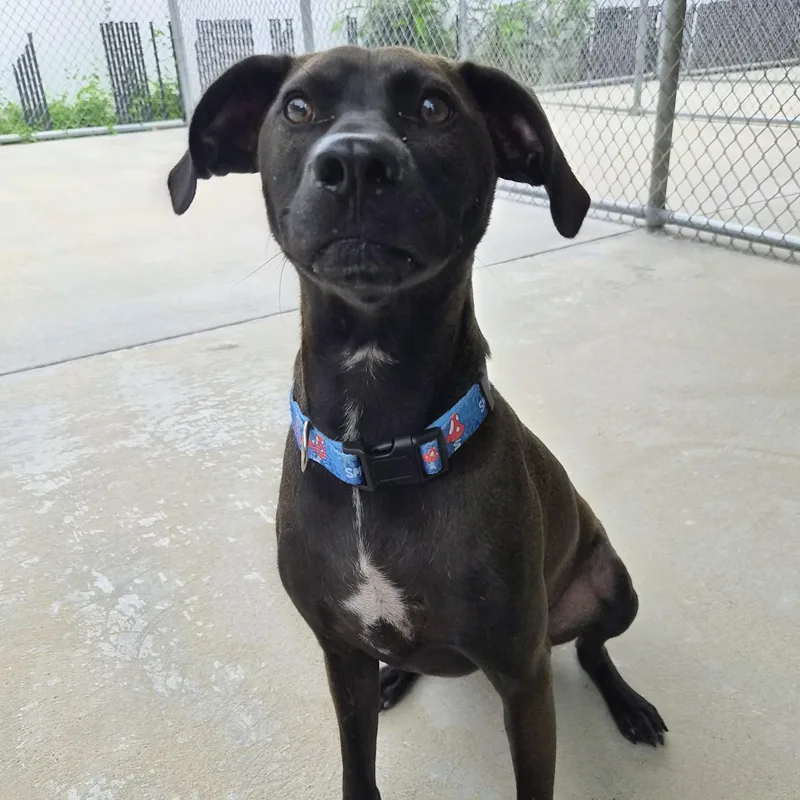 A young medium-sized male Bicolor Mountain Cur dog named Finn for adoption in Cornelius, NC