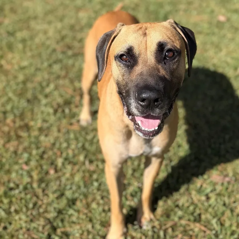 An adult medium-sized male Black Mouth Cur dog named Claude for adoption in Summerdale, AL