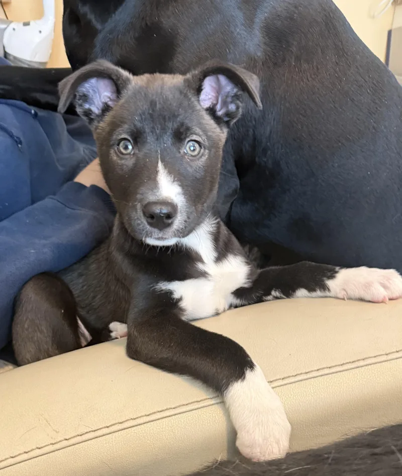 Fidget Currently Enrolled In thumbnail 3