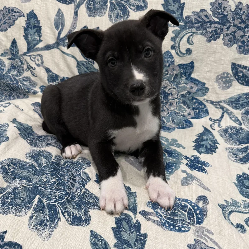 Fidget Currently Enrolled In thumbnail 4