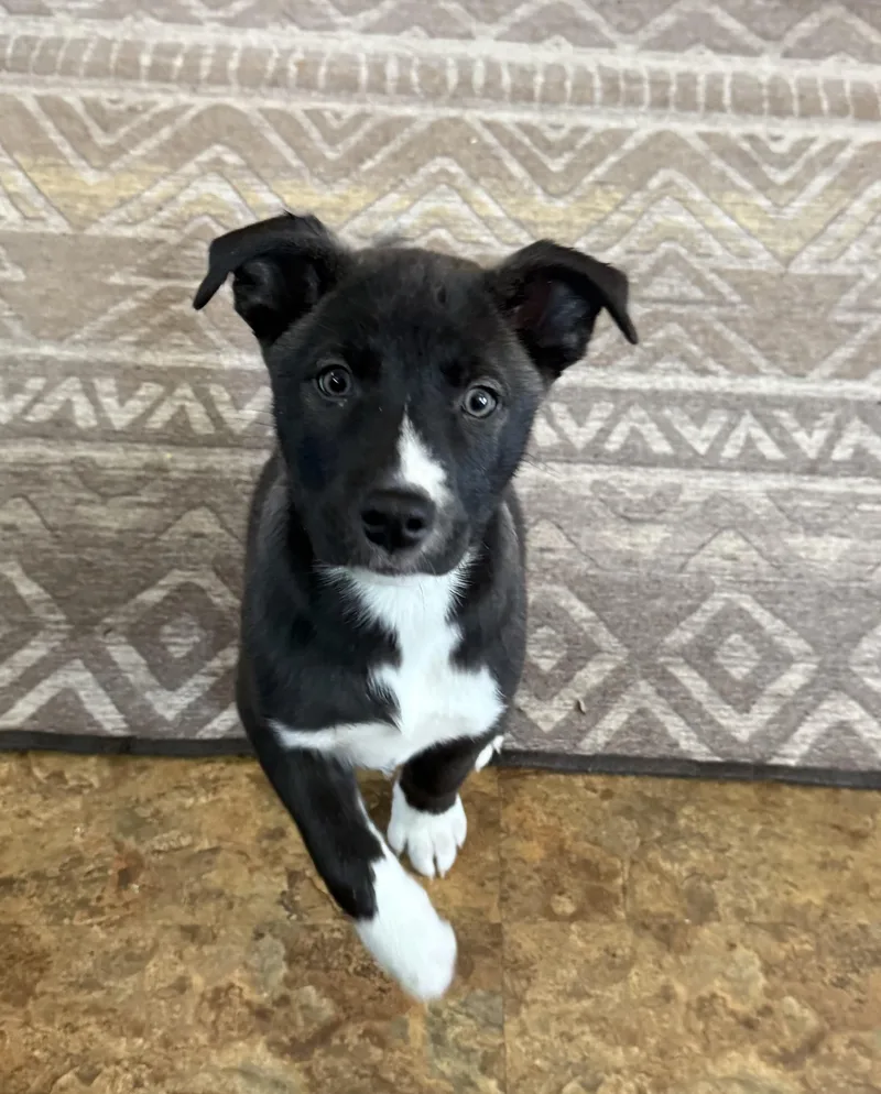 Fidget Currently Enrolled In