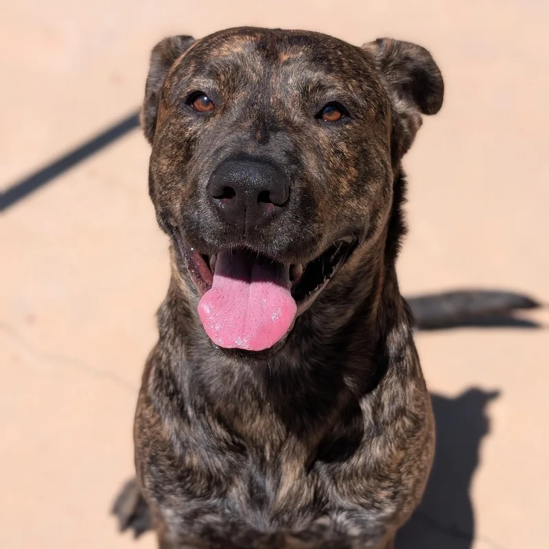 A young large-sized male Brindle Mastiff dog named Washington for adoption in Mountain Center, CA