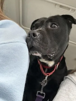An adult large-sized male Black Pit Bull Terrier dog named Hendrix for adoption in Kansas City, MO