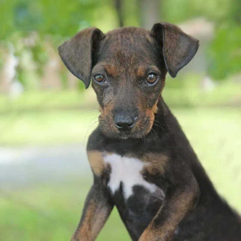 A baby small-sized female Black Chihuahua dog named Francia for adoption in Binghamton, NY