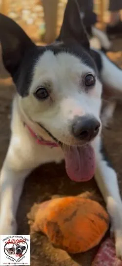An adult medium-sized female Cattle Dog dog named Moxie for adoption in Shasta Lake, CA