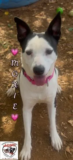 Moxie thumbnail 3