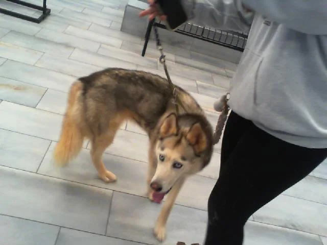 An adult large-sized female Siberian Husky dog named Jackie for adoption in Charlotte, NC