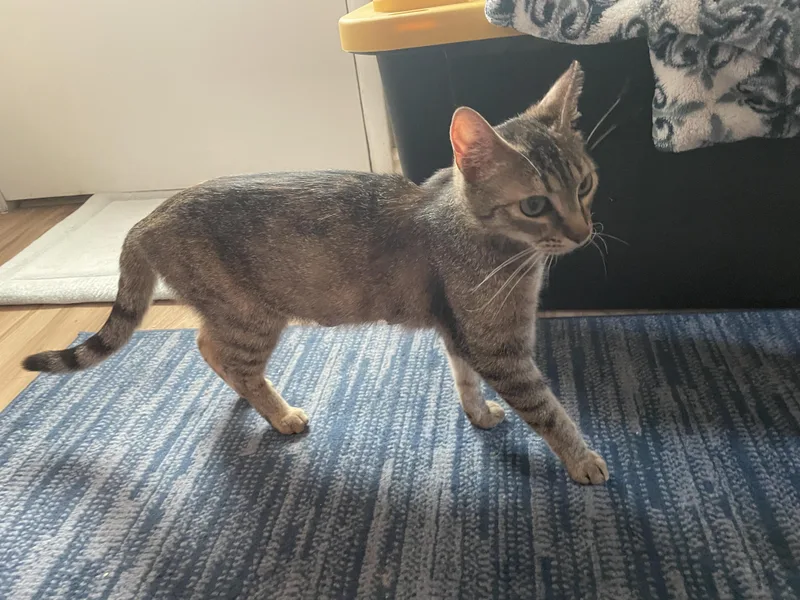 Gerdie D thumbnail 2