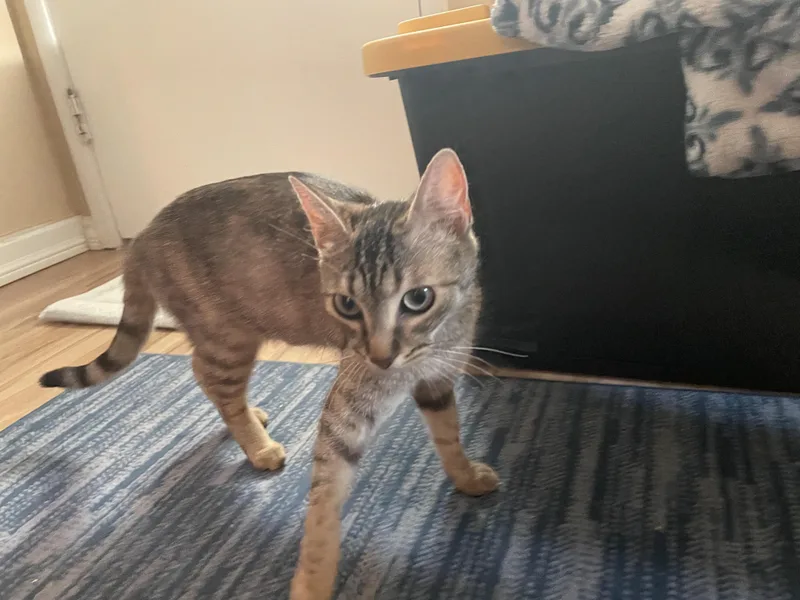 Gerdie D thumbnail 4