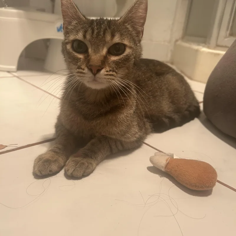 Gerdie D thumbnail 5