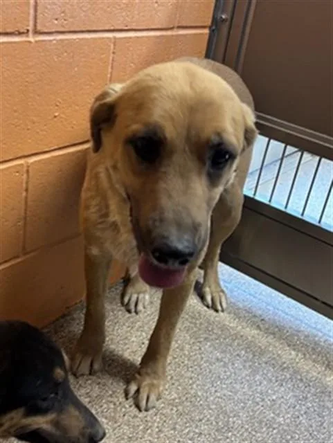 A young large-sized female Rottweiler dog named Blondie for adoption in Albuquerque, NM