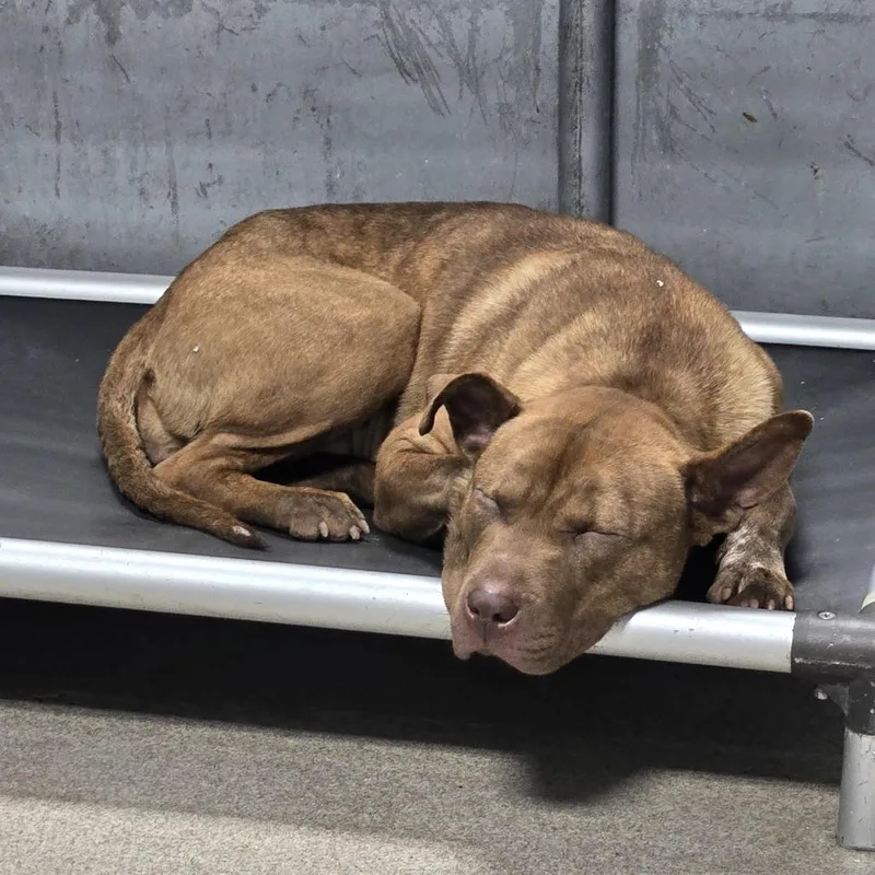 Woven Wheat thumbnail 3