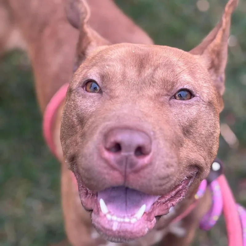 Woven Wheat thumbnail 4