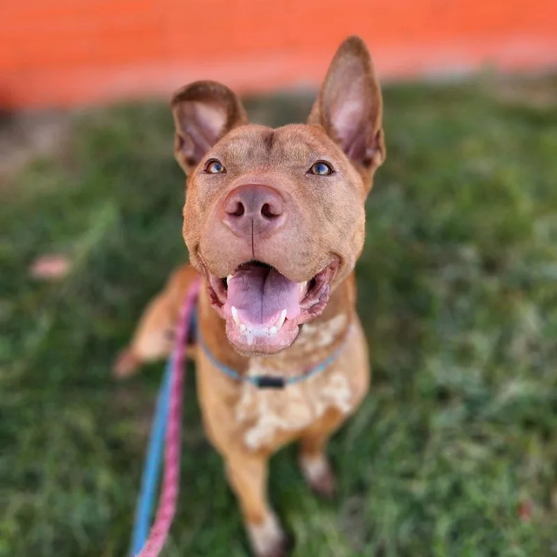 Woven Wheat thumbnail 5