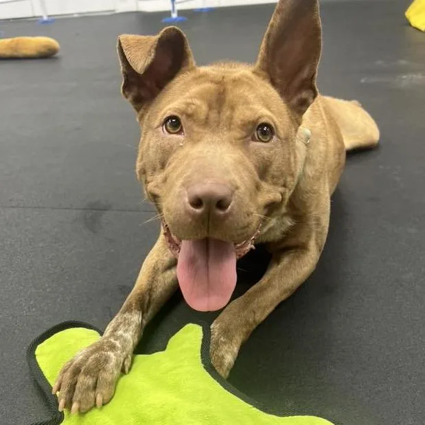 Woven Wheat thumbnail 6