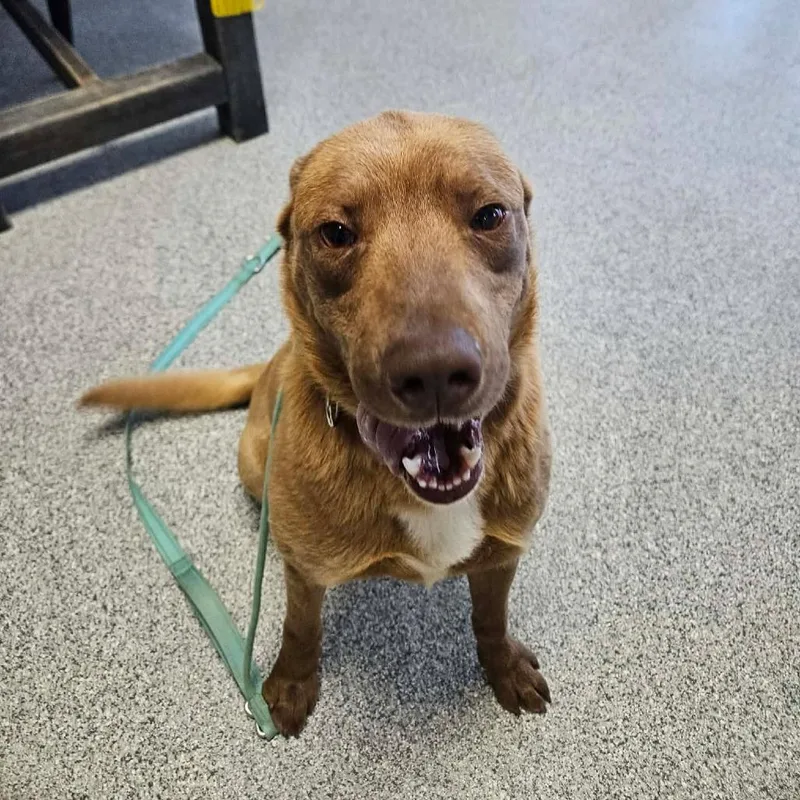An adult medium-sized male Chesapeake Bay Retriever dog named Ozzy for adoption in Monticello, IA