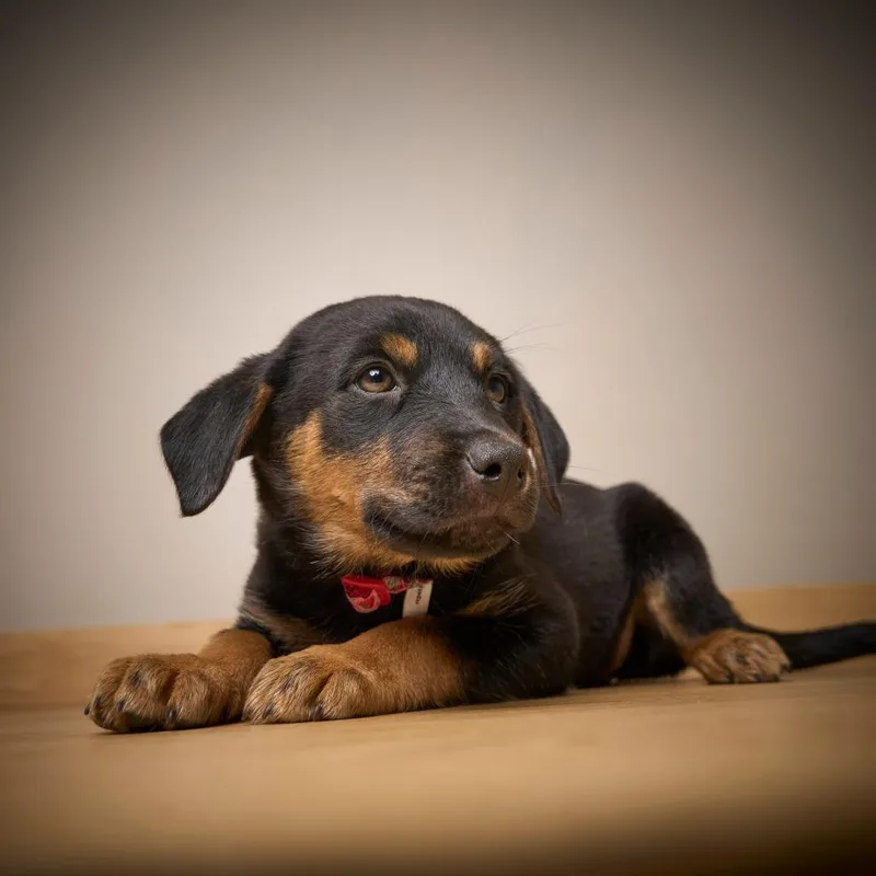 Dallas D thumbnail 3