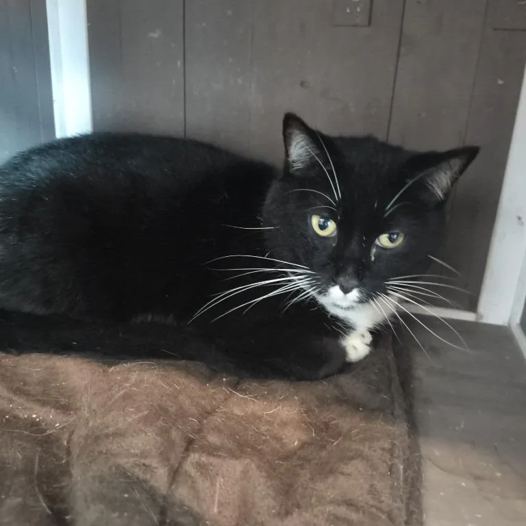 A senior large-sized male Black Domestic Short Hair cat named Toby for adoption in Knoxville, TN