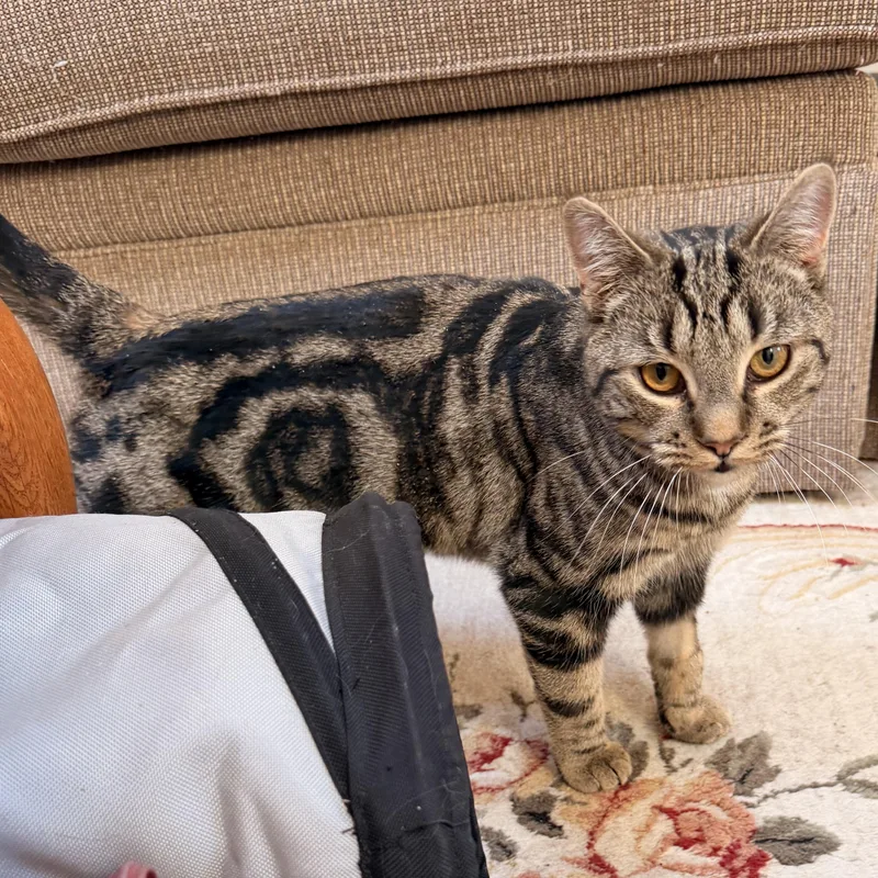 Cocoa Puff thumbnail 2