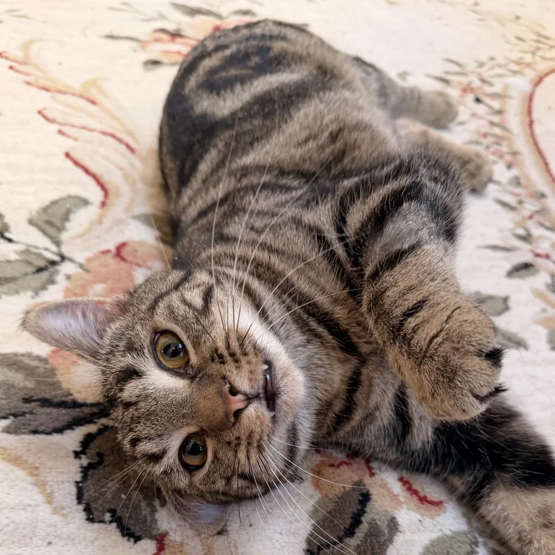 A baby medium-sized female Tabby (Brown / Chocolate) Domestic Short Hair cat named Cocoa Puff for adoption in Scranton, PA