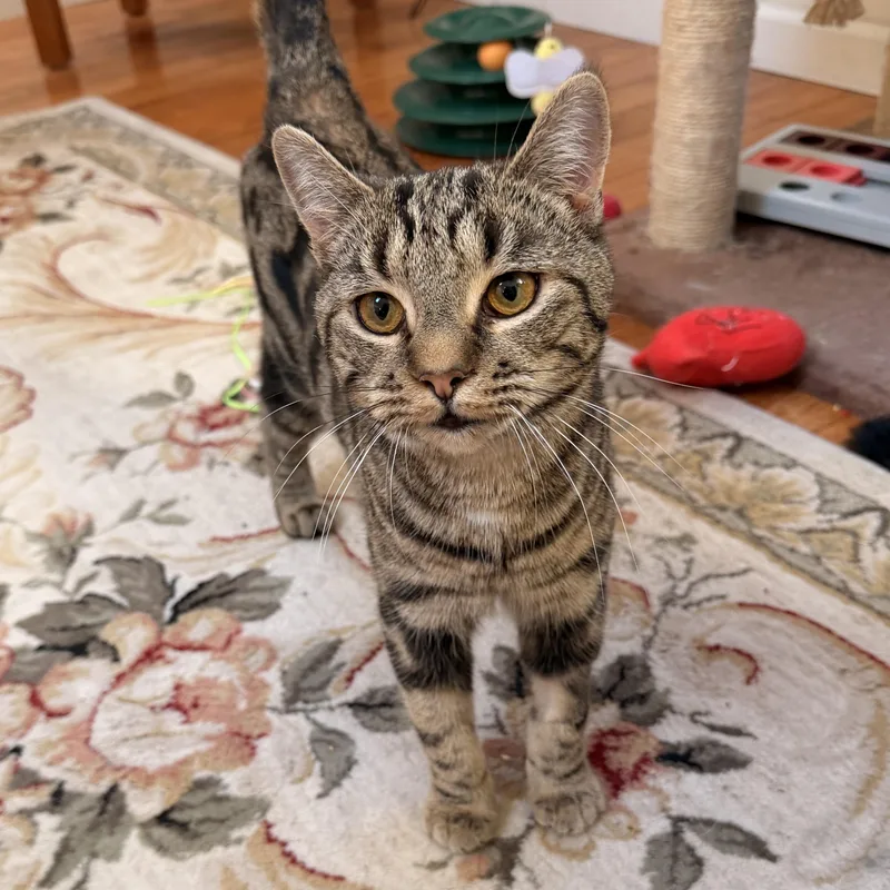 Cocoa Puff thumbnail 3