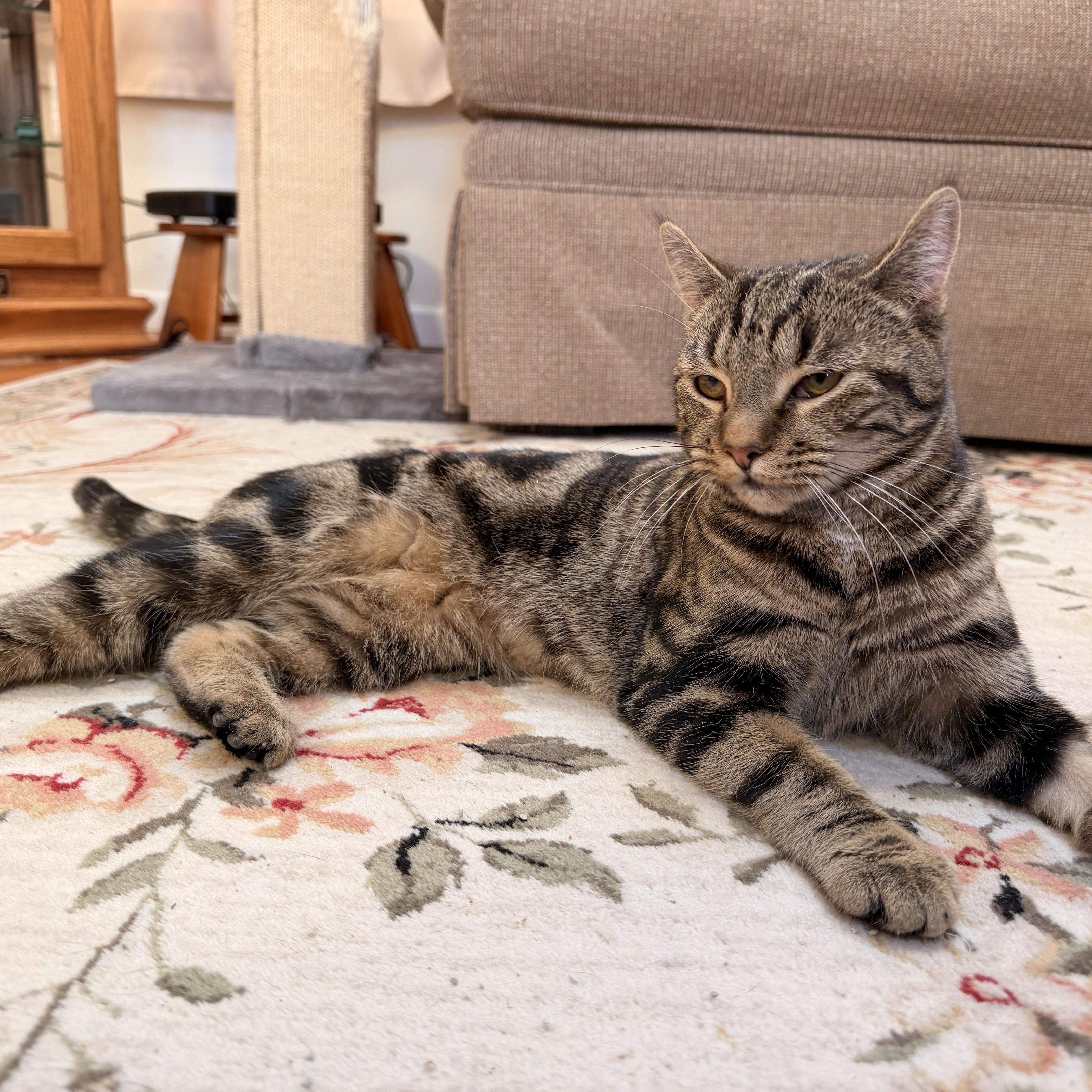 Cocoa Puff thumbnail 4