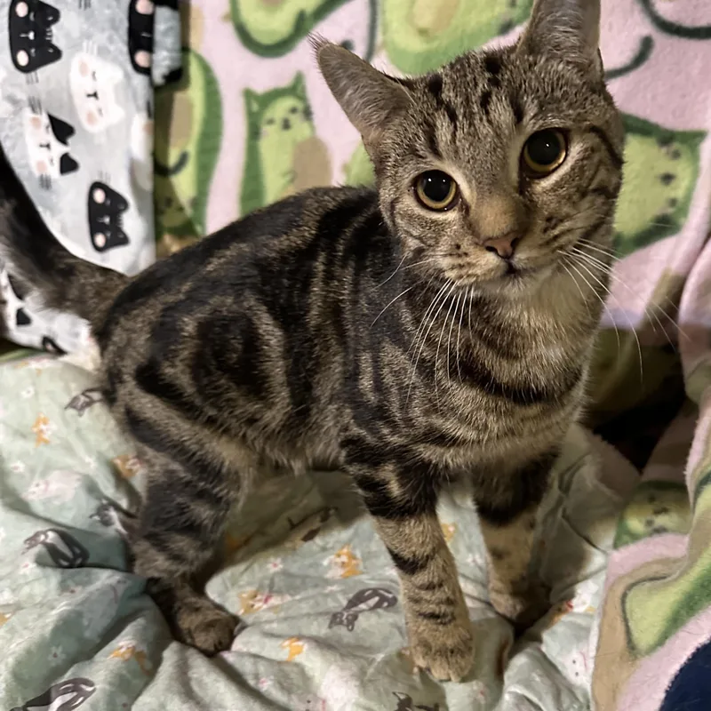 Cocoa Puff thumbnail 5