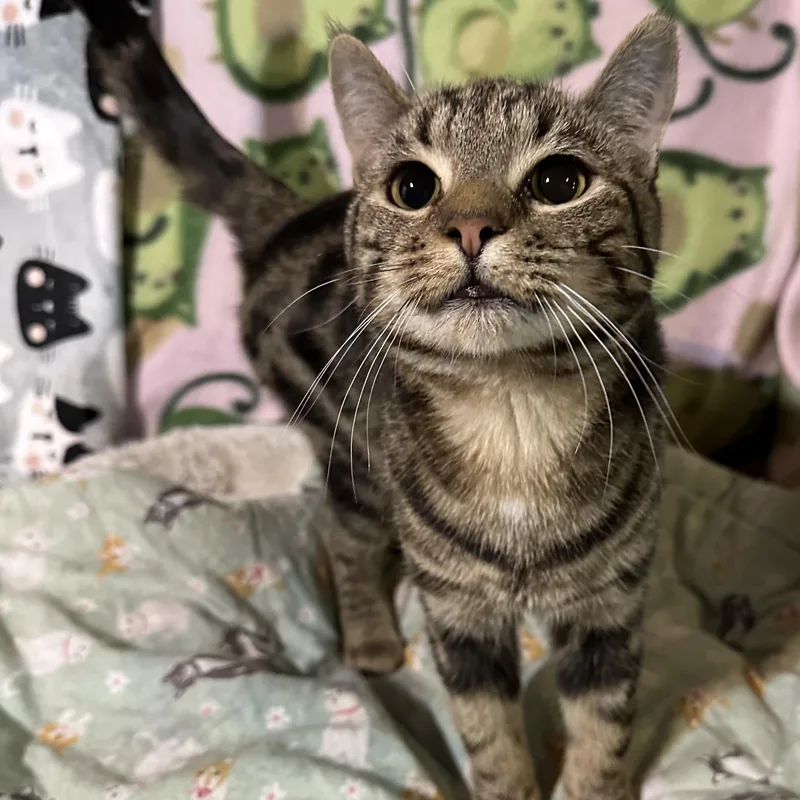 Cocoa Puff thumbnail 6