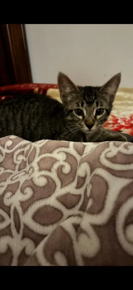 A baby small-sized female Domestic Short Hair cat named Peanut for adoption in Dallas, TX