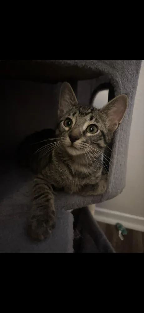 Peanut thumbnail 2