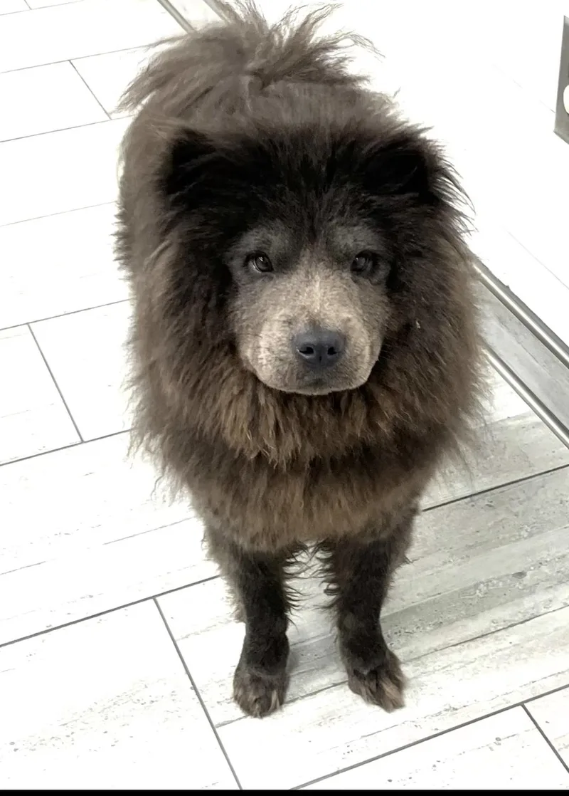 A young medium-sized female Chow Chow dog named Lexi for adoption in Spring, TX