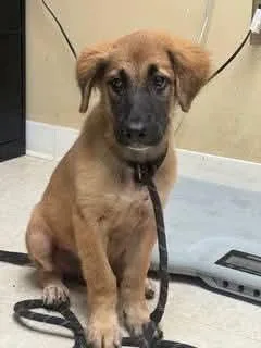 A young medium-sized male Yellow / Tan / Blond / Fawn Mixed Breed dog named Marty for adoption in Sumter, SC