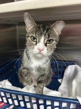 An adult small-sized female Domestic Short Hair cat named A Allie for adoption in North Charleston, SC