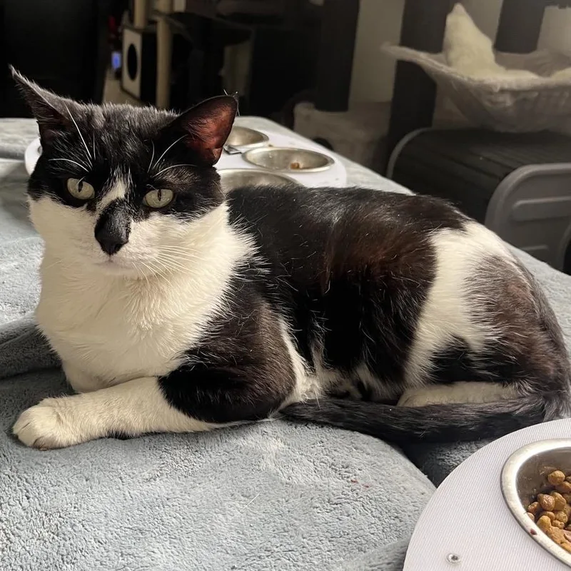 An adult medium-sized male Black & White / Tuxedo Domestic Short Hair cat named Angler for adoption in Bridgeville, PA