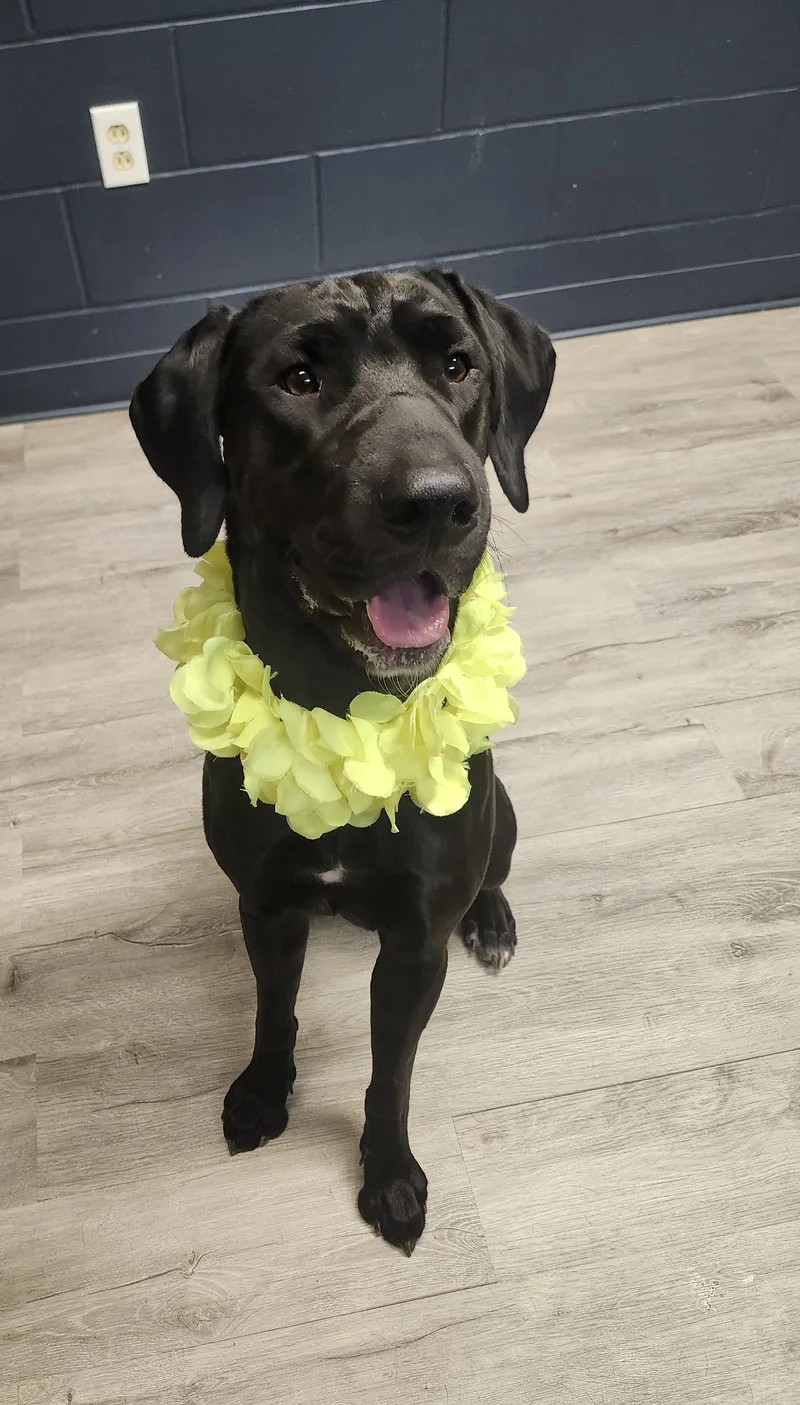 A young large-sized female Black Black Labrador Retriever dog named Sienna for adoption in Mansfield, OH