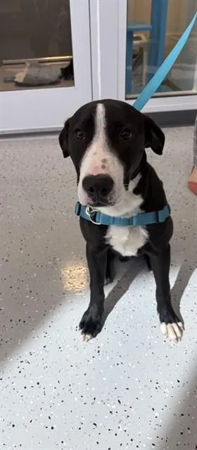 A young large-sized male Great Dane dog named Aries for adoption in Forney, TX