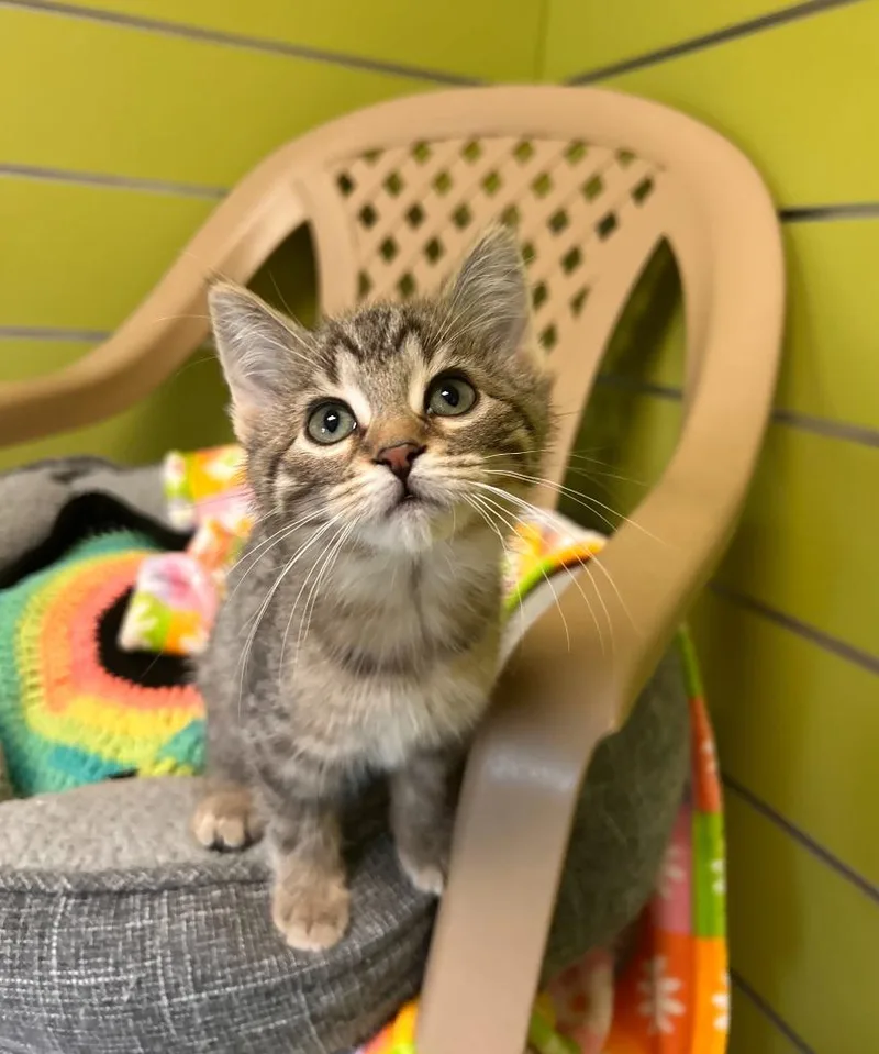A baby medium-sized female Domestic Short Hair cat named Maple for adoption in Minot, ND