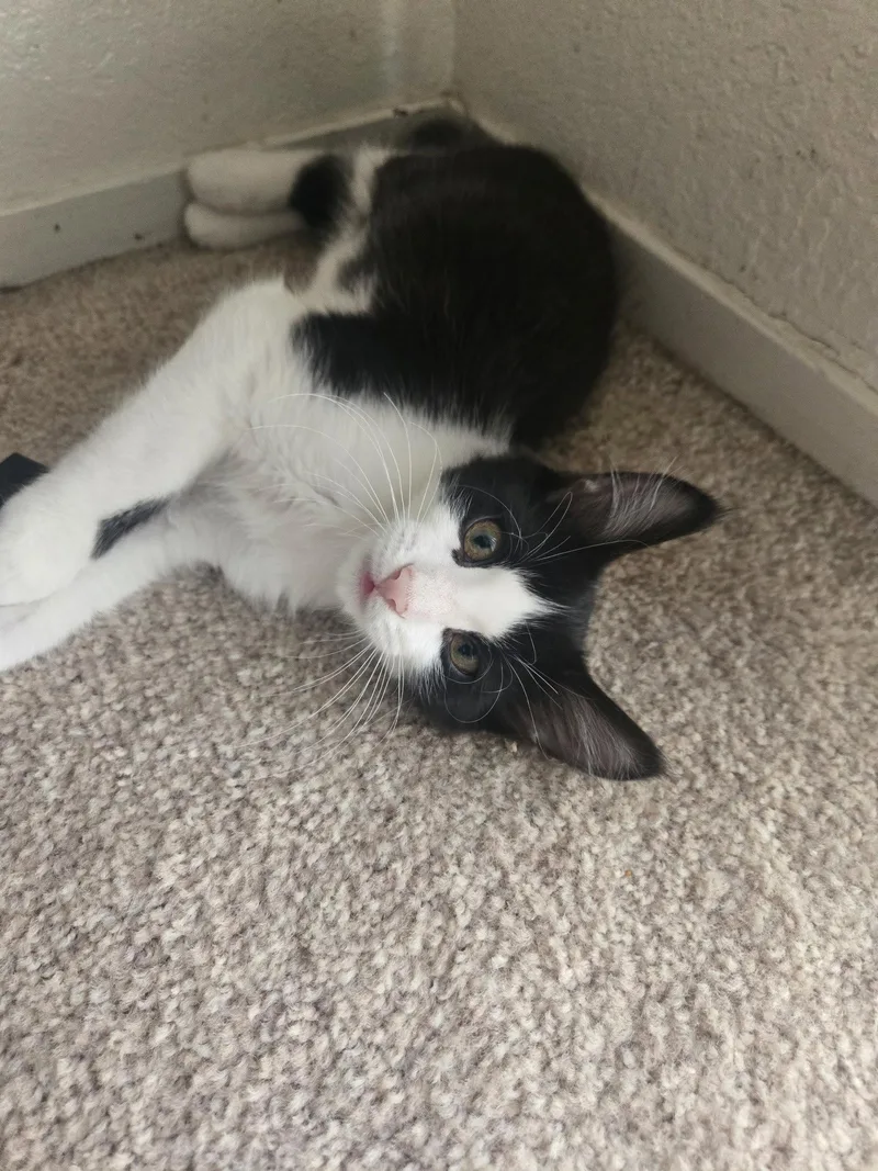A baby medium-sized male Tuxedo cat named Louie for adoption in Napa, CA