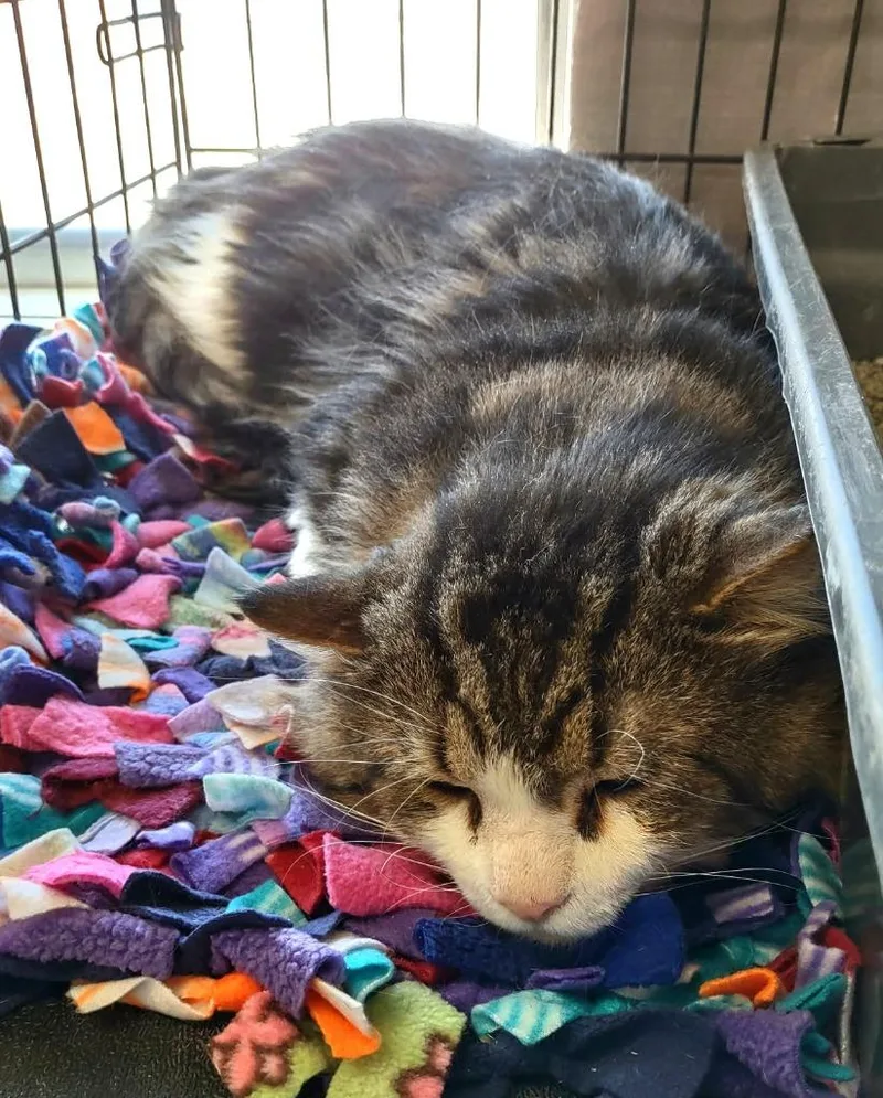 A young medium-sized male Domestic Medium Hair cat named Colin for adoption in Ogden, UT